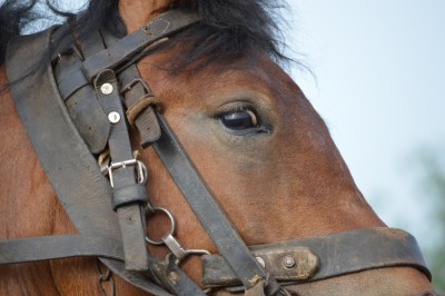 glavnik, glavnikof 